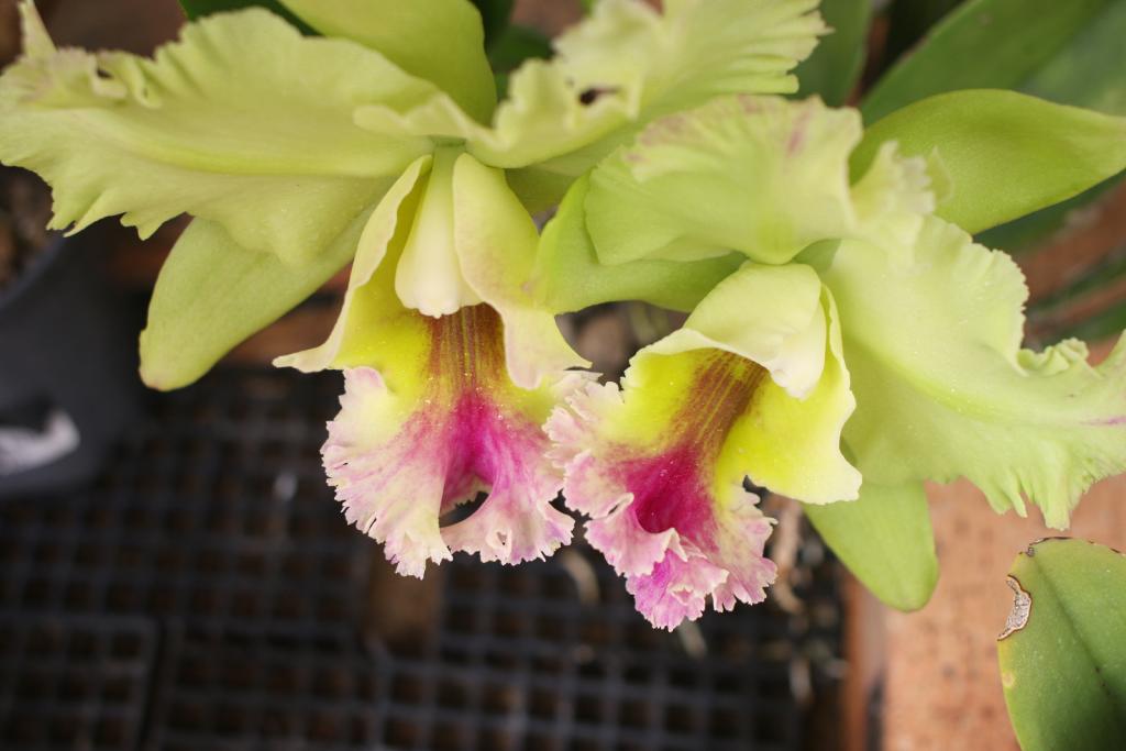 Rlc. Memoria Helen Brown-rlc-memoria-helen-brown2_24-dec2020-jpg