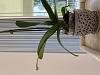 What to do with flower stem after blooms fall off + surprise new stem-d58b413c-35a3-4955-a584-4f4fe5e942b6-jpg