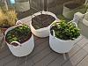 Fruits and veggies?-potted-winter-harvest-jpg