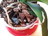 Phalaenopsis Orchid- Great leaves/ Poor Roots-16095130933277637999993701809228-jpg
