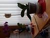 Phalaenopsis Orchid- Great leaves/ Poor Roots-16095138219655829374958451059517-jpg