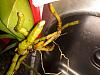 Phalaenopsis Orchid- Great leaves/ Poor Roots-20210101_121637-jpg