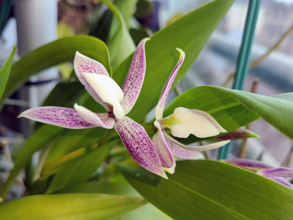 Prosthechea garciana with color variations-garciana-1-jpg