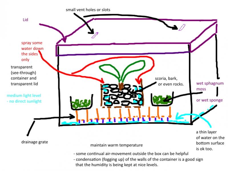 Trying to save 4 Phalaenopsis - Looking for help-humidity-tub-jpg