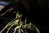 NOID Antelope Type Dendrobium Repot While Flowering-img_8563-jpg