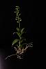 NOID Antelope Type Dendrobium Repot While Flowering-img_7794-jpg