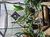 Newish Orchid Grow Tank Setups-img-5045-jpg