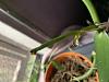 Mature Vanilla Planifolia cutting: Brown leaves, drying and translucent stem-f0559362-2eea-421a-b121-7bfe79c320a5-jpg