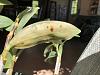 Check out infected Dendrobium Amabile? :0:;~~`(-img_2579-jpg