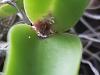 Mold?? On New Orchid-20210210_111614-jpg