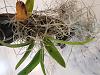 Mold?? On New Orchid-20210210_111930-jpg