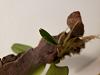 Mold?? On New Orchid-20210214_182655-jpg