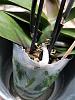 Can I repot a Phal that has a keiki and blooms?-153326336_10225528924398844_5945356729679755774_n-jpg