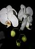 floriferous phal?-img_0005-jpg