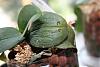 Soft wrinkled lower leaves on phals-img_0317-jpg