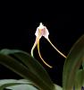 Masdevallia mezae-dsc01014-01-01-jpg