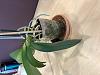 Any hope for my Phal with no leaves?-img_8790-jpg