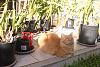 ginger cat-gingercat_12-mar2021-jpg