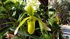 Paphiopedilum Henriette Fujiwara album-paphiopedilum_henriette-fujiwara_alba_20210311a_seca-jpg