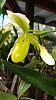 Paphiopedilum Henriette Fujiwara album-paphiopedilum_henriette-fujiwara_alba_20210311b_seca-jpg