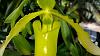 Paphiopedilum Henriette Fujiwara album-paphiopedilum_henriette-fujiwara_alba_20210311c_seca-jpg