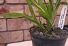 What do I repot my Zygopetalum Advance Australia in?-zygo-debbie-de-mello-honolulu-bay_2_9-apr2021-jpg