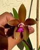 Cattleya guttata rare color varieties (out of season bloomers)-2c8c3f1d-9f76-4d8e-968a-fc45495599af-jpg
