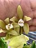 Cattleya guttata rare color varieties (out of season bloomers)-c18c5a2a-b8ef-401a-9e50-5abfa30aad56-jpg