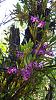Yamamoto Dendrobium hybrids-rimg0092-jpg