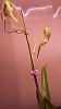 Phragmipedium starting to bloom-orchid12-jpg