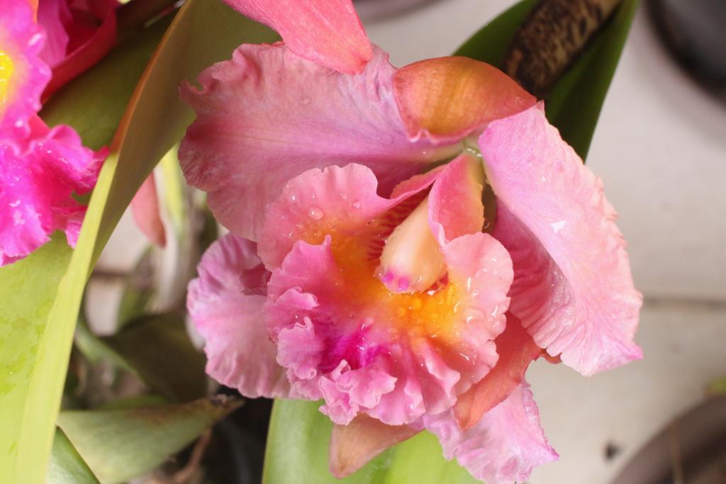 Rlc. Brunswick Gem 'Coral'-rlc-brunswick-gem-coral_2_20-apr2021-jpg