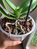 Help! Is this root rot?-updated-orchid-roots-3-jpg