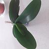 Help - can I save this orchid?-20210504_095407-jpg