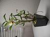 Which orchids would YOU say are too big for potting?-resize-1-jpg