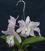 Cattleyas - 'Sibling Rivalry'-christina-mendoza-fair-orchids-img_3794-2-jpg