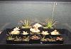 Other plants and aquarium-dda3e5b6-e74c-4232-84a3-98b40279f859-jpg