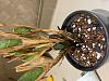 Maxillaria Tenuifolia - will it survive?-max-jpg