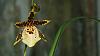 Some sort of Miltonia hybrid-dsc08911-miltonia-hybrid-unmarked-share-jpg