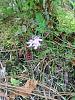 A Few Bog Orchids-img_20210606_174337426-jpg