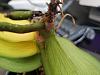 Help can I save this phal?-20210623_133442-jpg