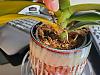 Help can I save this phal?-20210623_133422-jpg