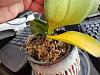 Help can I save this phal?-20210623_133337-jpg