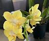 Noid yellow phal-noidphal-jpg