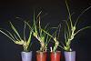 Can I encourage Maxillaria tenuifolia to grow from the base?-20210703-maxillaria-tenuifolia-jpg