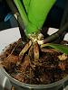 Mold on phalaenopsis roots-img_20210705_114614-jpg