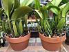 How much success have you had rooting old rootless Cattleya back-bulbs.-delete-13-jpg