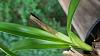 Cymbidium 'Starman' newest leaf on new growth browning from tip down-16267930718804851854192449984337-jpg