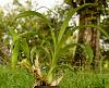 Catasetum Hybrid from Sunset Valley Orchids-dsc09091-catasetum-hybrid-6875-unmarked-share-jpg
