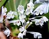 Podangis dactyloceras-podangis-flowers-medium-jpg