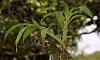 Cycnoches Growing Guide-dsc09387-cycnoches-sp-edit-jpg